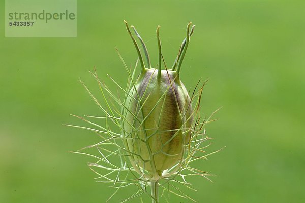 Samenkaspel des Schwarzkümmel vor grünem Hintergrund - nigella sativa - enthält essentielle ungesättigte Fettsäuren und Linolsäure - Duft erinnert an Anis - in ägyptischen Oasen angebaut - Schwarzkümmelöl enthält rund 100 verschiedene Wirkstoffe - orientalisches Gewürz und Heilmittel - zur Harmonisierung des Imunsystems - zur Milderung bei allergischen Reaktionen - entzündungshemmend - Dameszener Kümmel - Gewürz - Heilkraut - medizinische Verwendung -