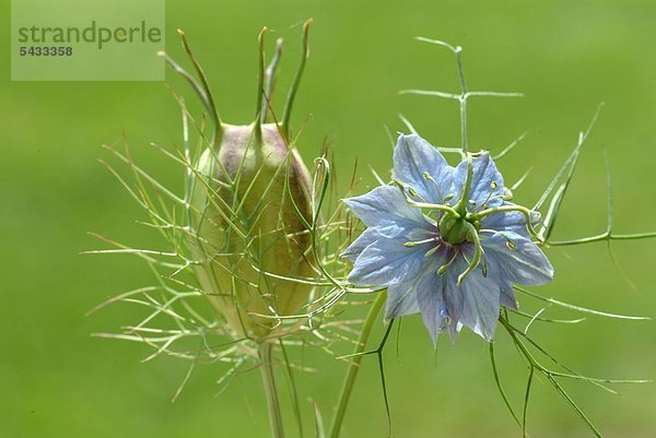 Samenkaspel und Blüte des Schwarzkümmel vor grünem Hintergrund - nigella sativa - enthält essentielle ungesättigte Fettsäuren und Linolsäure - Duft erinnert an Anis - in ägyptischen Oasen angebaut - Schwarzkümmelöl enthält rund 100 verschiedene Wirkstoffe - orientalisches Gewürz und Heilmittel - zur Harmonisierung des Imunsystems - zur Milderung bei allergischen Reaktionen - entzündungshemmend - Dameszener Kümmel - Gewürz - Heilkraut - medizinische Verwendung -