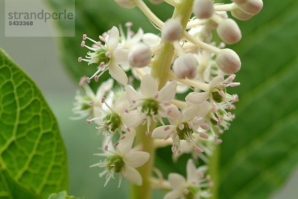 Blüten und Knospen der Kermesbeere - phytolacca americana - giftig - Symtome sind Speichelfluß Übelkeit Erbrechen Durchfall Schock Krämpfe und Atemlähmung - Heilpflanze - Giftpflanze - medizinische Verwendung -