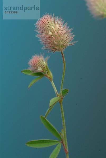 Hasenklee - Pflanze vor blauem Hintergrund - Mäuseklee - Trifolium arvense - nicht für Nutztiere nur als Hasenfutter oder als Düngemittel geeignet - enthält Gerbstoffe - Heilpflanze - medizinische Verwendung - Kräuter -