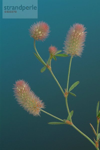 Hasenklee - Pflanze vor blauem Hintergrund - Mäuseklee - Trifolium arvense - nicht für Nutztiere nur als Hasenfutter oder als Düngemittel geeignet - enthält Gerbstoffe - Heilpflanze - medizinische Verwendung - Kräuter - Hare's foot - Hare's foot clover - medicinal plant - Herb - Trifolium arvense - Trifolgia arvense - pianta medizinale -