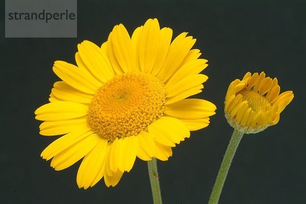 zwei Blüten der Färberkamille vor schwarzem Hintergrund - Kamille - entzündungshemmend wundheilungsfördernd krampflösend bakterien- und pilztötend - bei Blasenentzündung Magen- und Darmbeschwerden oder bei entzündetem Zahnfleisch zum Spülen oder als Tee - enthält ätherische Öle Bitterstoffe Flavonoide Cumarine - Heilpflanze - Kräuter - Färbepflanze -