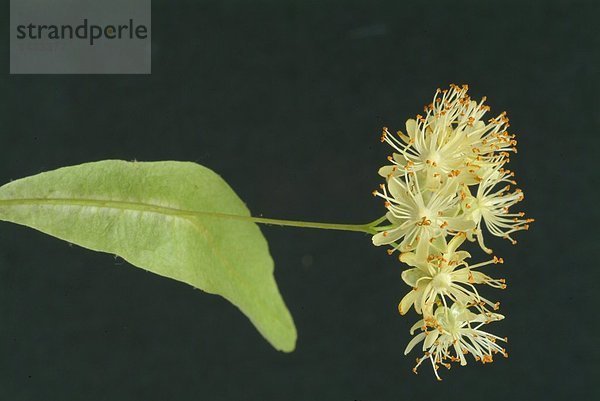 Lindenblüten - Blüten und Blatt auf schwarzem Hintergrund - Tiliae flos - Linde - enthält Flavonoide Schleimstoffe Gerbstoffe und ätherisches Öl - bei fieberhaften Erkältungskrankheiten und gegen Husten - schweißtreibend - zur Zubereitung von Tee - Heilpflanze - medizinische Verwendung -