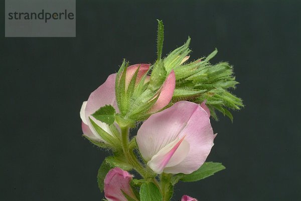 Hauhechel - blühender Zweig auf schwarzem Untergrund - dorniger Hauhechel - Ononis spinosa L. Harnkraut - Hechelkraut - unangenehmer Geruch - Verwendung findet die Wurzel - wirkt wassertreibend - bei Infektionen der Harnwege und zur Vorbeugung bei Nierensteinen - zur Zubereitung von Tee - Heilpflanze - medizinische Verwendung - Rest Harrow - Cammock - medicinal plant - herb - Ononis spinosa - Anonide - strancabue - pianta medizinale