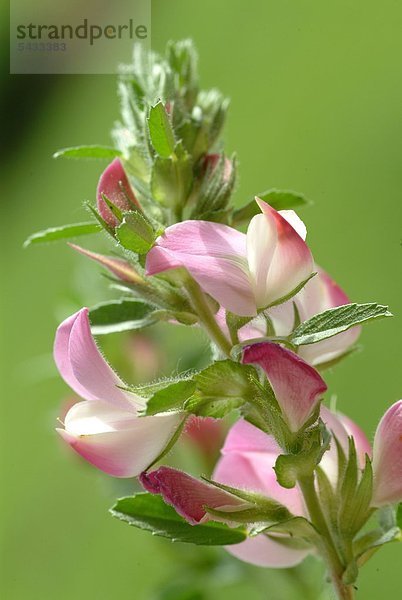 Hauhechel - blühender Zweig vor grünem Hintergrund - dorniger Hauhechel - Ononis spinosa L. Harnkraut - Hechelkraut - unangenehmer Geruch - Verwendung findet die Wurzel - wirkt wassertreibend - bei Infektionen der Harnwege und zur Vorbeugung bei Nierensteinen - zur Zubereitung von Tee - Heilpflanze - medizinische Verwendung - Rest Harrow - Cammock - medicinal plant - herb - Ononis spinosa - Anonide - strancabue - pianta medizinale