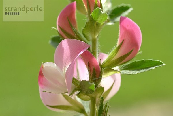 Hauhechel - blühender Zweig vor grünem Hintergrund - dorniger Hauhechel - Ononis spinosa L. Harnkraut - Hechelkraut - unangenehmer Geruch - Verwendung findet die Wurzel - wirkt wassertreibend - bei Infektionen der Harnwege und zur Vorbeugung bei Nierensteinen - zur Zubereitung von Tee - Heilpflanze - medizinische Verwendung - Rest Harrow - Cammock - medicinal plant - herb - Ononis spinosa - Anonide - strancabue - pianta medizinale