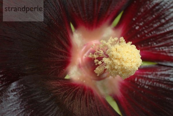 Gesundheitspflege Pflanze Garten Stockrose Alcea rosea Kraut Malve