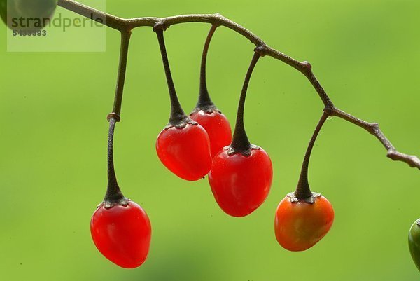 Bittersüßer Nachtschatten - Solanum dulcamara - Hundbeere - Die etwas giftigen Beeren sind reich an Zucker - reif enthalten sie Karotinoide - alle Pflanzenteile enthalten Steroidalkaloide und Saponine - innerlich als Tee und äußerlich als Aufguss gegen Ekzeme und Juckreiz - Heilpflanze - Früchte - Beeren - berry - medizinische Verwendung - Giftpflanze -