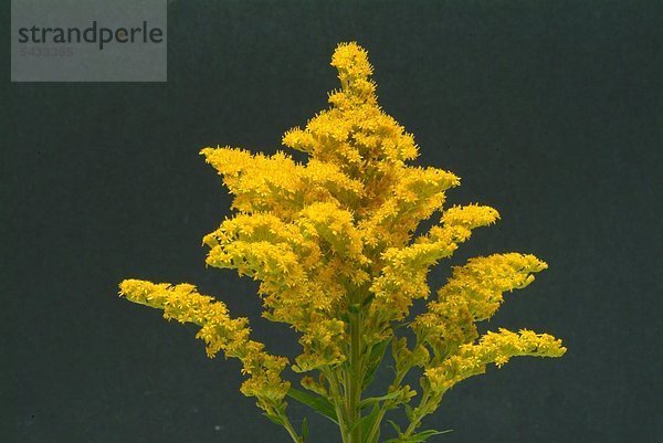 Goldrute - Blüten vor schwarzem Hintergrund - Echte Solidago virgaurea - enthält Flavonoide Saponine Phenylglykoside - es besitzt harntreibende Wirkung - entzündungshemmende sowie krampflösende Wirkung an der glatten Muskulatur - vorbeugend hilft es gegen Harnstein und Nierengrieß - Heilpflanze - medizinische Verwendung -