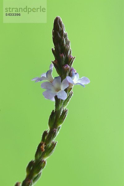 Eisenkraut - Verbena officinalis - Druidenkraut - Wundkraut -einzelner blühender Zweig vor grünem Hintergrund - enthält ätherische Öle Glykoriede Bitterstoffe Gerbstoffe Kieselsäure Schleime - anregend antibakteriell blutreinigend entzündungshemmend harntreibend krampflösend schmerzstillend schweißtreibend bei Bronchitis ( Husten Keuchhusten ) Halsschmerzen Mandelentzündung Fieber Verdauungsbeschwerden Sodbrennen Gallenschwäche und Leberschwäche bei Problemen in der Menstruation und bei Migräne - wirkt fördernd bei Wundheilung - Originalgröße der Blüte 2 Millimeter - Heilpflanze - medizinische Verwendung - Hexenpflanze -