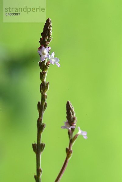 Eisenkraut - Verbena officinalis - Druidenkraut - Wundkraut - zwei bühende Zweige vor grünem Hintergrund - enthält ätherische Öle Glykoriede Bitterstoffe Gerbstoffe Kieselsäure Schleime - anregend antibakteriell blutreinigend entzündungshemmend harntreibend krampflösend schmerzstillend schweißtreibend bei Bronchitis ( Husten Keuchhusten ) Halsschmerzen Mandelentzündung Fieber Verdauungsbeschwerden Sodbrennen Gallenschwäche und Leberschwäche bei Problemen in der Menstruation und bei Migräne - wirkt fördernd bei Wundheilung - Originalgröße der Blüte 2 Millimeter - Heilpflanze - medizinische Verwendung - Hexenpflanze - Vervain - holy herb - medicinal plant - herb - Kräuter - Verbena officinalis - Verbena comune