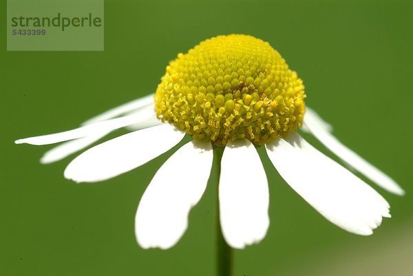 einzelne Kamillenblüte vor grünem Hintergrund - Kamille - entzündungshemmend wundheilungsfördernd krampflösend bakterien- und pilztötend - bei Blasenentzündung Magen- und Darmbeschwerden oder bei entzündetem Zahnfleisch - zum Spülen oder als Tee - enthält ätherische Öle -