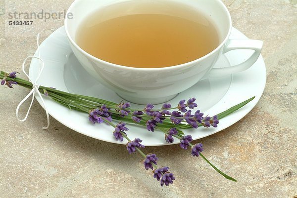 Teetasse mit Lavendeltee und frischen Pflanzen - Lavendel - Lavendula angustifolia - wirkt leicht beruhigend und regt die Durchblutung der Haut an Heilpflanze - Dufrpflanze - Aroma - Gewürz - medizinische Verwendung