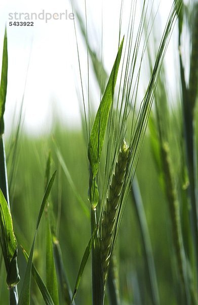 Nahaufnahme Gerste auf dem Feld - Hordeum vulgare ( barley ) -