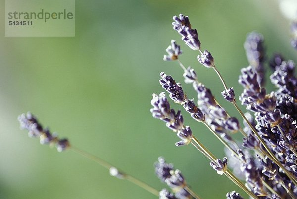 Lavendel - Lavendula angustifolia - wirkt leicht beruhigend und regt die Durchblutung der Haut an