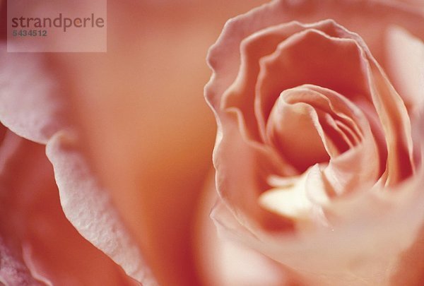 Nah Detail von einer rosaroten Rose