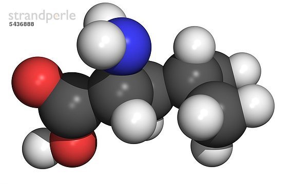 Die Aminosäure Leucin ist eine von 20 Aminosäuren die in Proteinen vorkommt. Leucin ist eine essentielle Aminosäure und kann im Körper nicht hergestellt werden