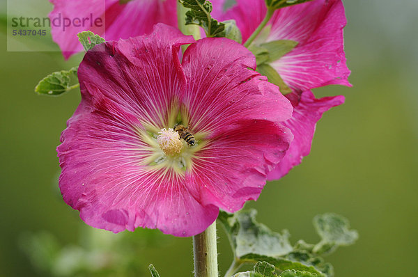 Rosen-Malve  Malva alcea