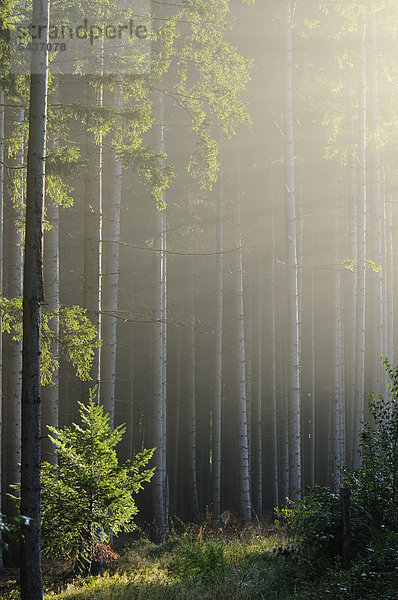 Wald im Morgenlicht