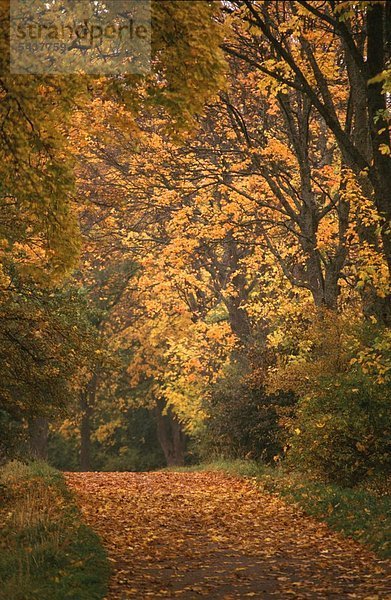 Weg führt durch herbstlichen Wald