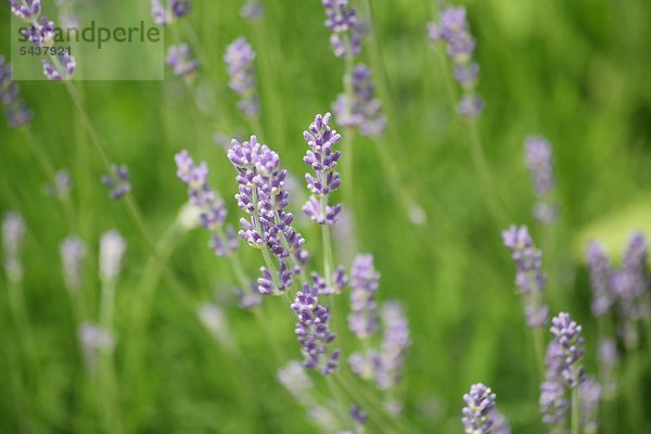 Lavendel - Lavendula angustifolia - wirkt leicht beruhigend und regt die Durchblutung der Haut an - calmative and perfusion promoting