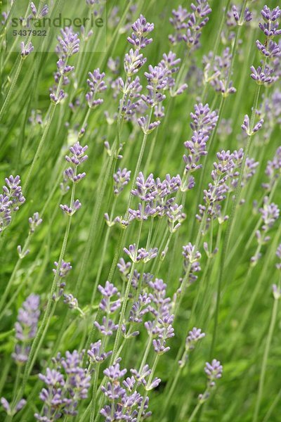 Lavendel - Lavendula angustifolia - wirkt leicht beruhigend und regt die Durchblutung der Haut an - calmative and perfusion promoting