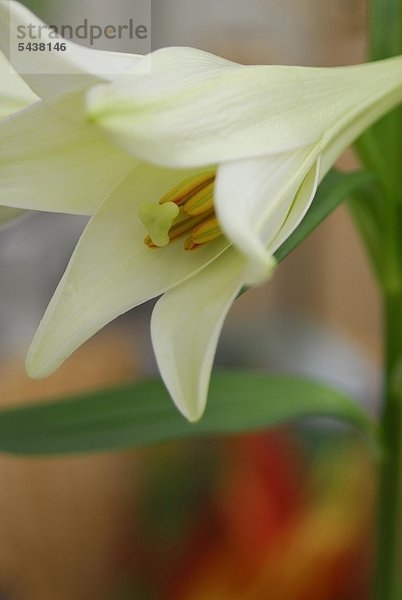 Eine weiße Lilie mit sichtbarem Stempel -