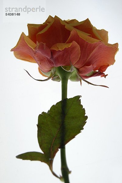 Eine von hinten beleuchtete weit geöffnete Rose mit eine Blatt an einem Kurzen Stiel -