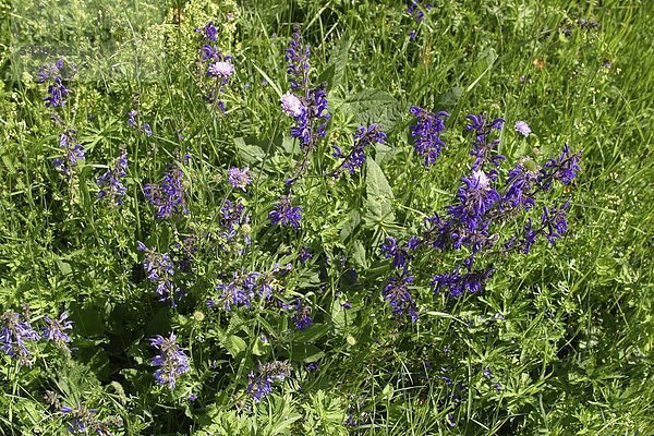 Wiesensalbei ( Salvia ) in einer Wiese . hilft gegen Angst Übelkeit Asthma Erschöpfung Wechseljahre .