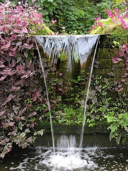Ein kleiner Wasserfall vor einer Mauer mit violetten Pflanzen an der Seite in einem Tropenhaus -