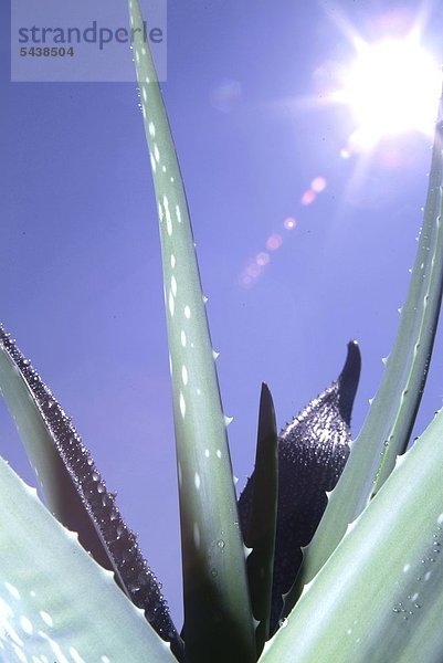 Aloe Vera Pflanze vor blauem Himmel im Gegenlicht aufgeblitzt mit Sonne im Bild