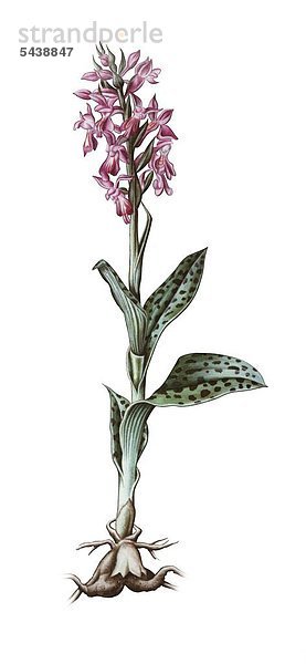 Illustration der Heilpflanze Knabenkraut vor weißem Grund.