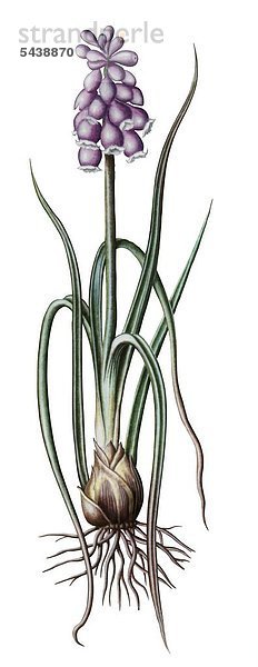Illustration der Pflanze Traubenhyazinte vor weißem Grund.