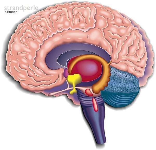 Eine Illustration eines Gehirnschnittes mit Aufsicht auf die linke Hirnhälfte vor weißem Grund.