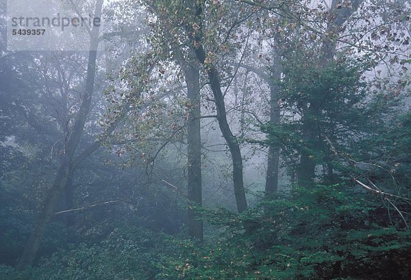 Wald im Nebel