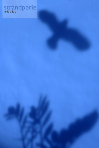 Traumbild Pflanze und Vogel  blau