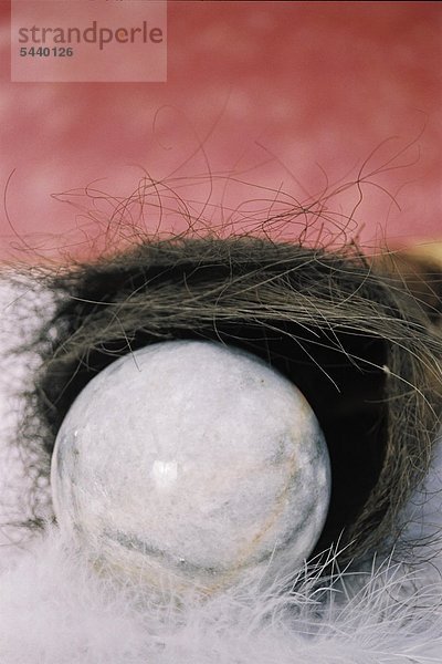 Marmorkugel mit Federn und Nest
