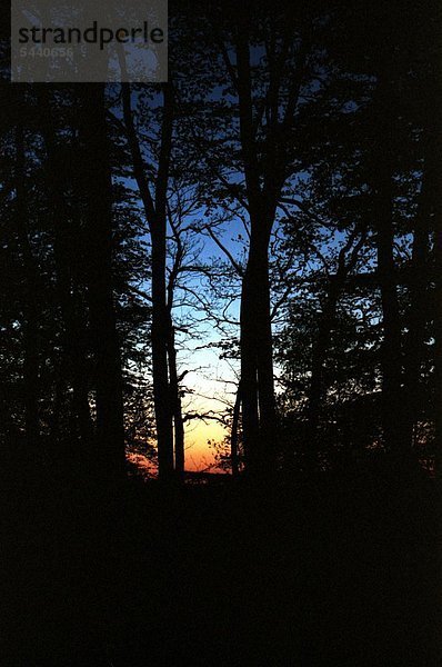 Wald im Abendlicht