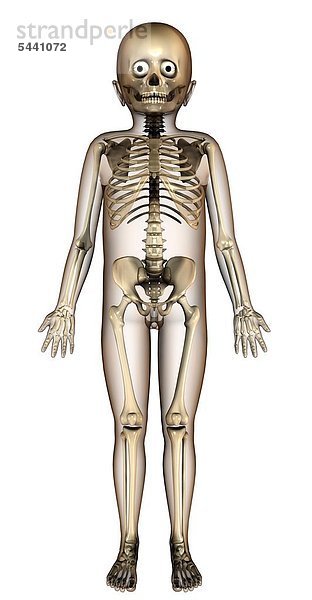 Anatomie Kind Skelett