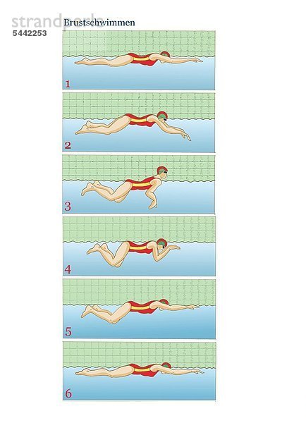 6 Frauen beim Brustschwimmen