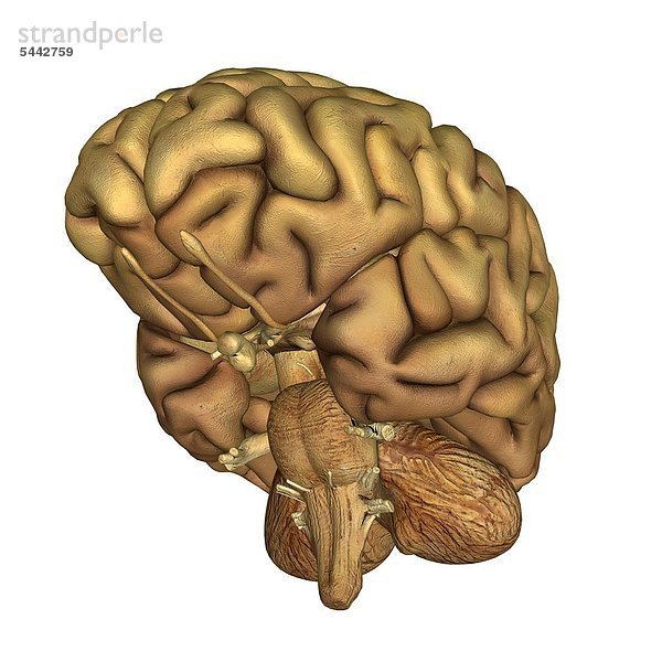 Das Gehirn ist der im Kopf gelegene Teil des Zentralnervensystems des Menschen.
