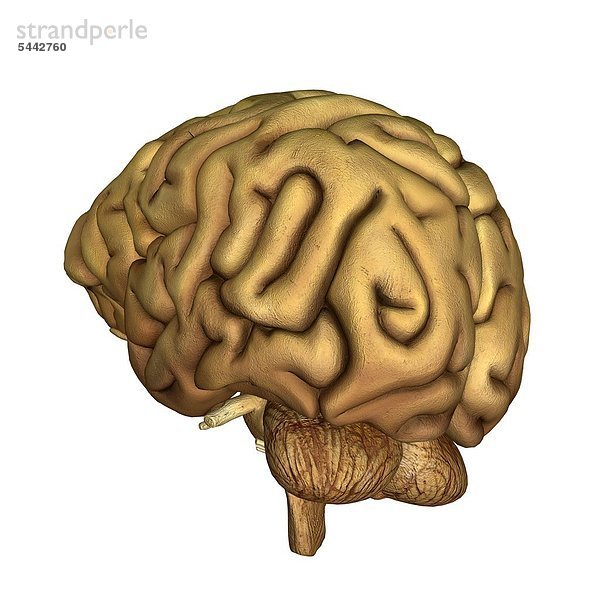 Das Gehirn ist der im Kopf gelegene Teil des Zentralnervensystems des Menschen.