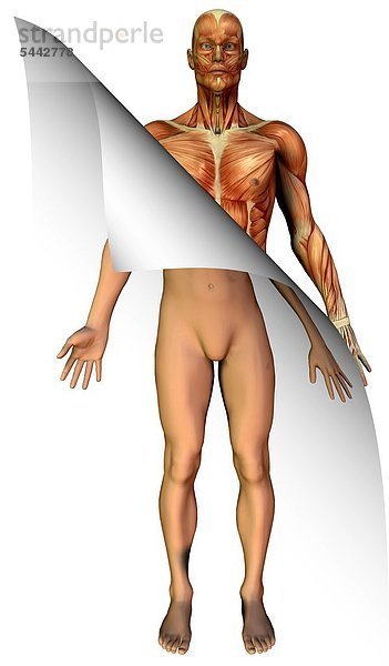 Anatomiemodell. Mann von Außen und Ansicht der Muskeln eines Mannes von Inneren
