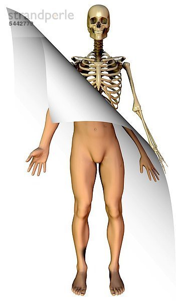 Anatomiemodell. Mann von Außen und Ansicht der Muskeln eines Mannes von Inneren