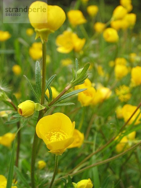 Pflanze Heilpflanze scharfer Hahnenfuß in der Wiese - Ranunculus acris acer - Vorsicht Vergiftung möglich