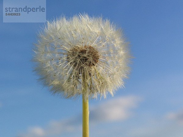 ein Löwenzahn - Pusteblume - vor blauem Himmel - Taraxacum officinale