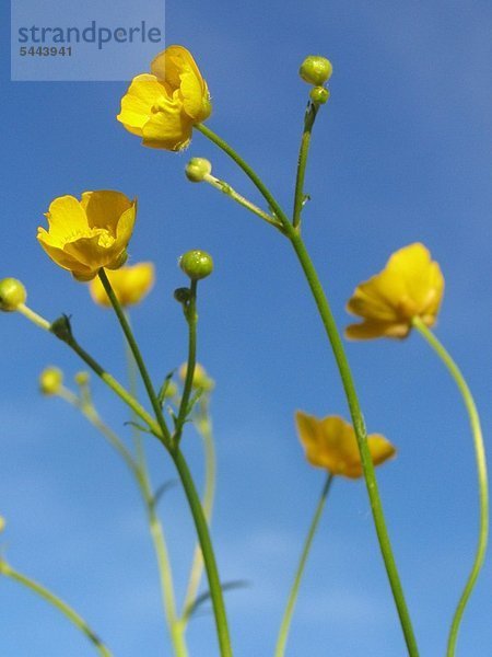 Pflanze Heilpflanze scharfer Hahnenfuß vor blauem Himmel - Ranunculus acris acer - Vorsicht Vergiftung möglich