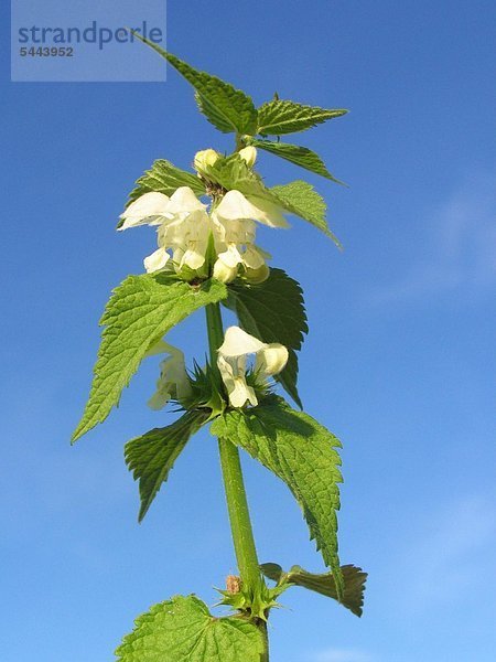 Taubnesselpflanze - Heilpflanze - vor blauem Himmel - Lamium album