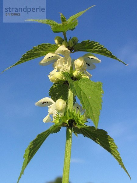 Taubnesselpflanze - Heilpflanze - vor blauem Himmel - Lamium album