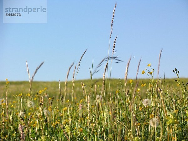 eine Blumenwiese mit Gräsern und Blüten vor blauem Himmel